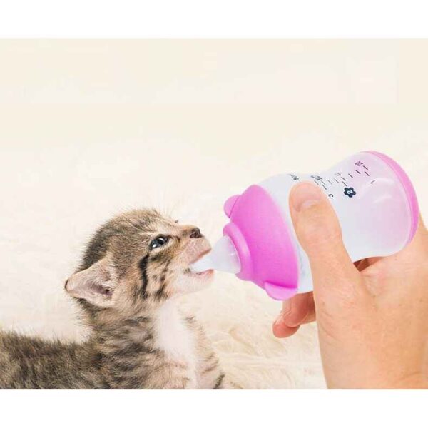 cách làm bình sữa cho mèo con