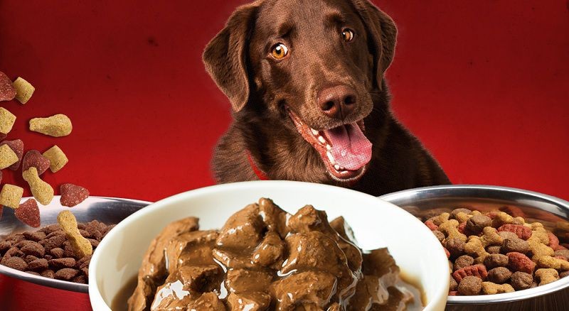 Chế độ ăn cho chó có đang phù hợp không?
