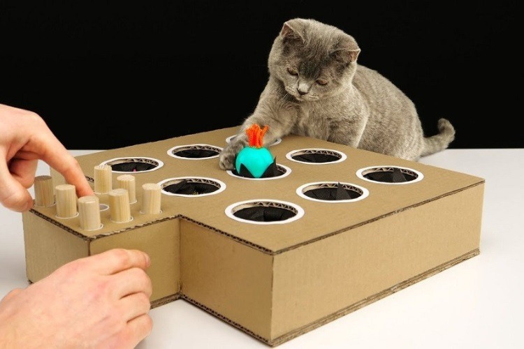 Đồ chơi cho mèo làm từ thùng carton